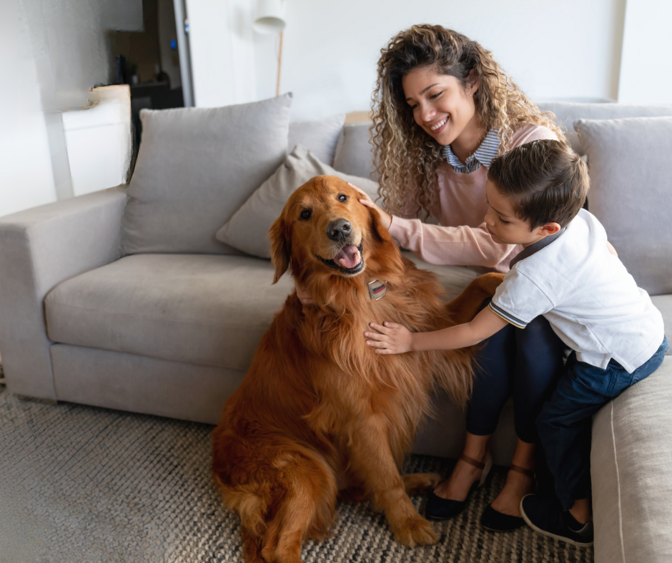 pet proof couch covers